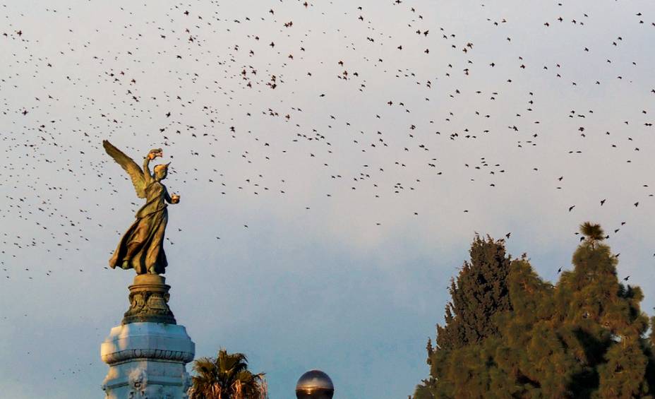"Eu vi esse pássaro voando nos Albert Gardens enquanto caminhava pela Promenade des Anglais em Nice, França.  