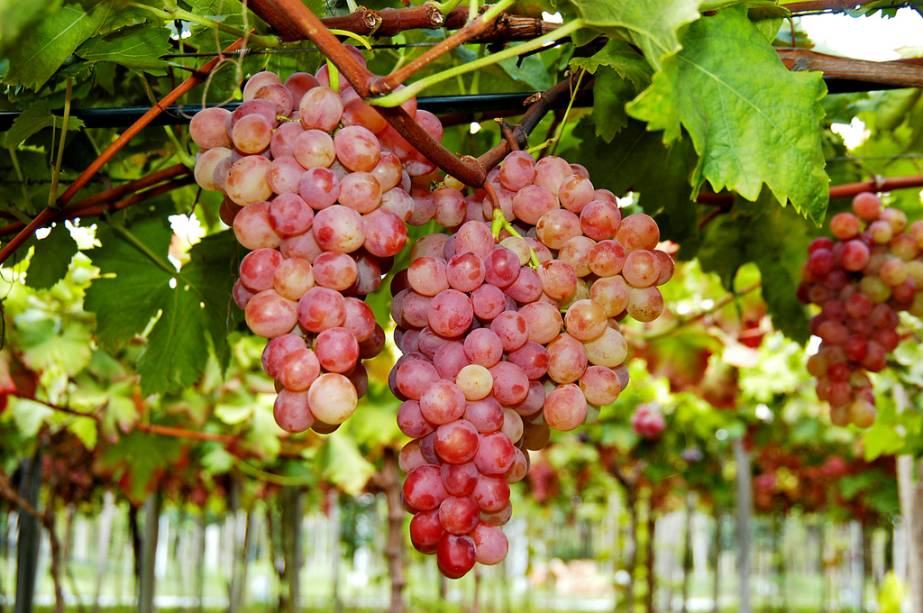 Caxias do Sul é conhecida por promover a maior festa da uva do país