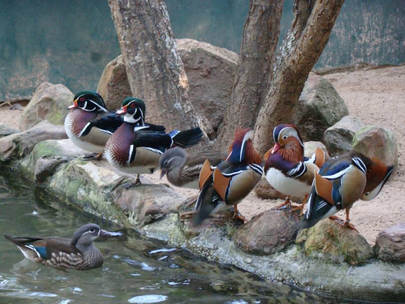 Patos no Espaço Bird Land, no Hot Park, no complexo Rio Quente Resorts, em Rio Quente, Goiás