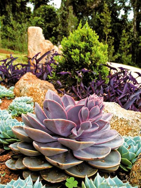 O Jardim dos Pinhais possui oito projetos ornamentais com espécies botânicas de diversos países.  O ingresso dá direito a uma visita guiada