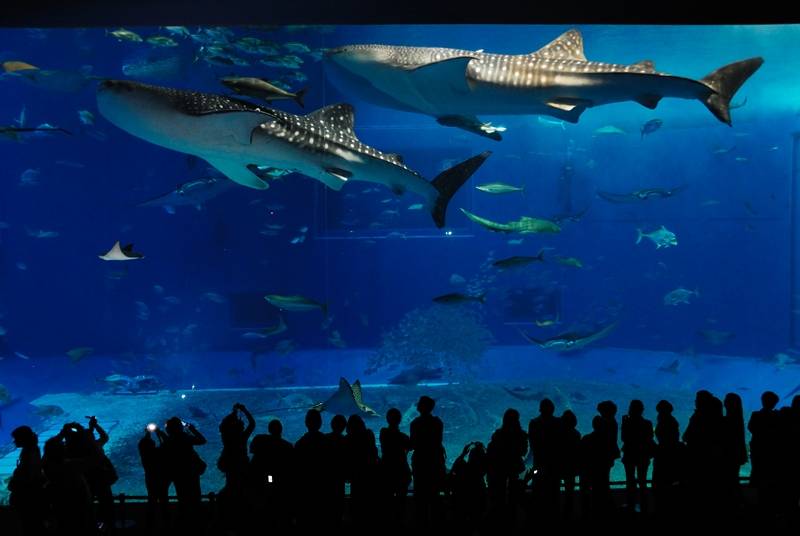 <strong>Aquário Okinawa Churaumi, Japão</strong> Um tanque gigante chamado Kuroshio Sea Tank é a principal atração do Aquário Churaumi de Okinawa."http://viajeaqui.abril.com.br/materias/fotos-dos-maiores-animais-do-planeta" rel ="Tubarões-baleia" Meta ="_ele mesmo"> Os tubarões-baleia, os maiores peixes do mundo, dividem o espaço com arraias e passam como se estivessem flutuando bem na sua frente” class=”lazyload” data-pin-nopin=”true”/></div>
<p class=