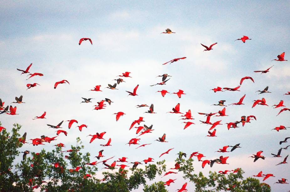 Observação de pássaros em Trinidad