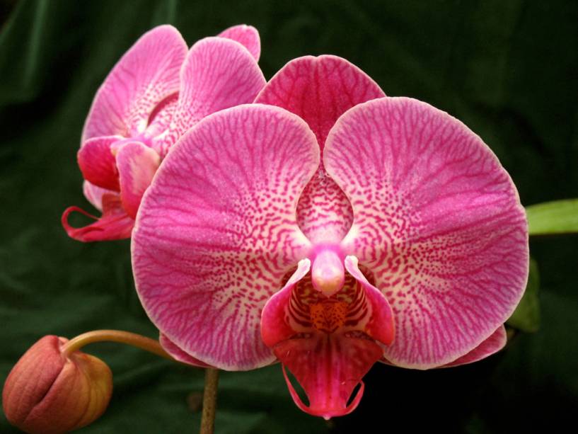 Uma das atrações da cidade é o Orquidário Aranda com mais de 5.000 orquídeas em exposição e cerca de 500 orquídeas à venda