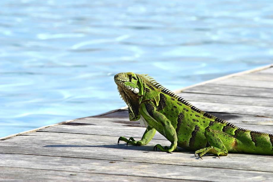 Iguana na piscina do Tivoli EcoResort Praia do Forte.  Nenhuma árvore foi derrubada durante sua construção e todos os quartos têm vista para o mar