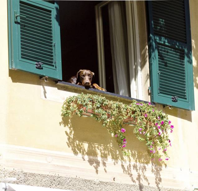 Um cachorro observa o movimento da janela de uma das vilas históricas de Portofino