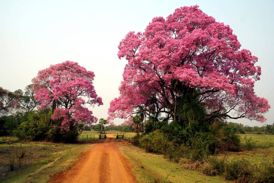 No final de julho ou início de agosto, ocorre um dos eventos mais significativos do Pantanal (MT e MS).  A flor das Piúvas colore o rosa simples e deixa o lugar ainda mais bonito