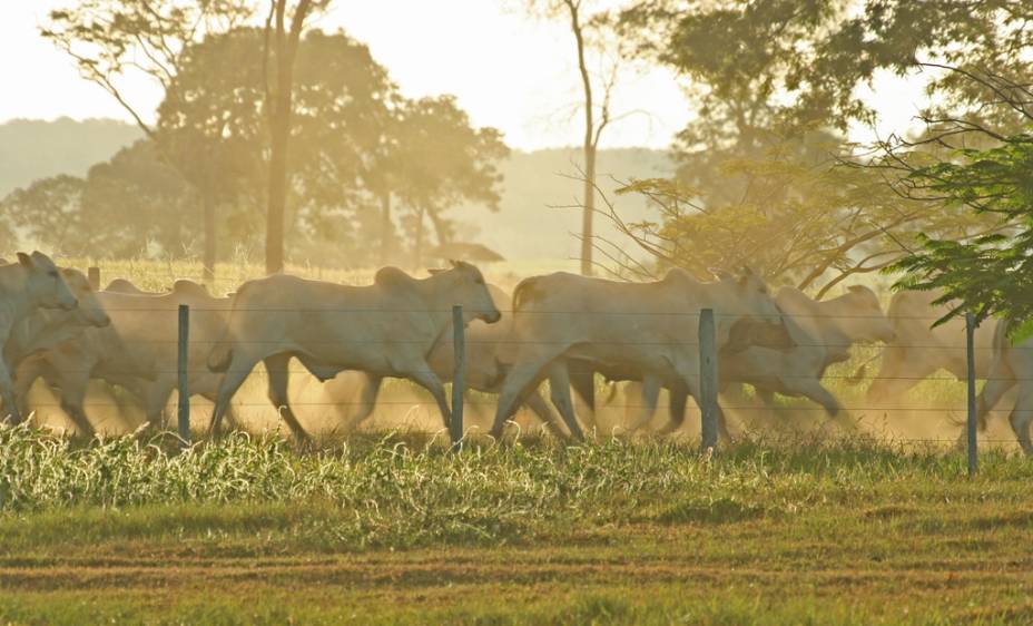 A pecuária é a principal atividade econômica do Pantanal
