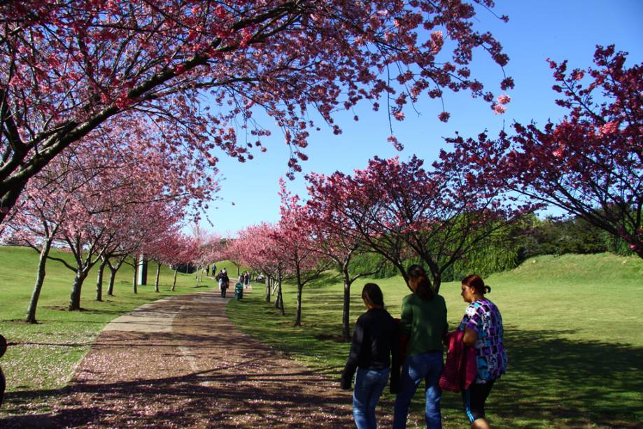 Cerejeiras do Jardim Botânico de Curitiba, o parque mais bonito da cidade