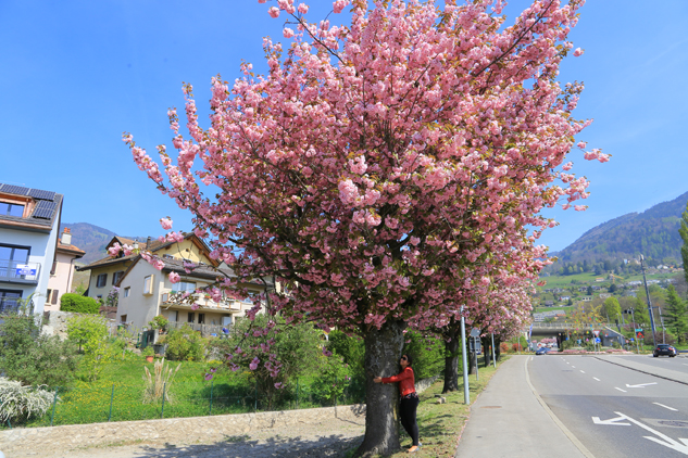 Primavera em Montreux