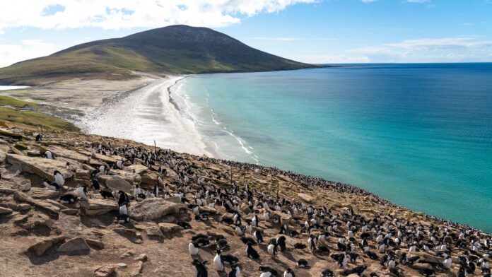 Falkland Islands The Neck