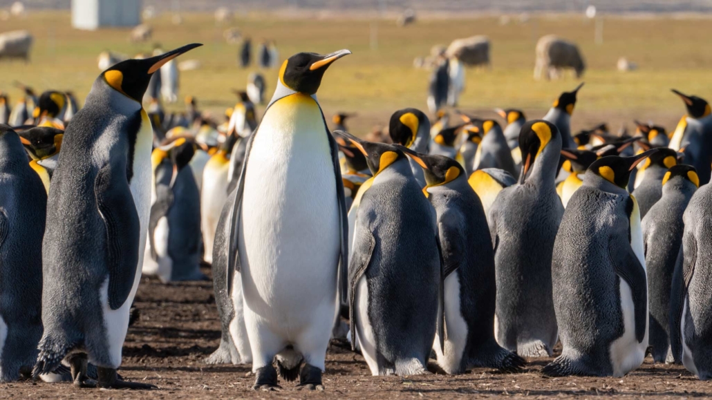 Uma colônia de pinguins-rei em Volunteer Point