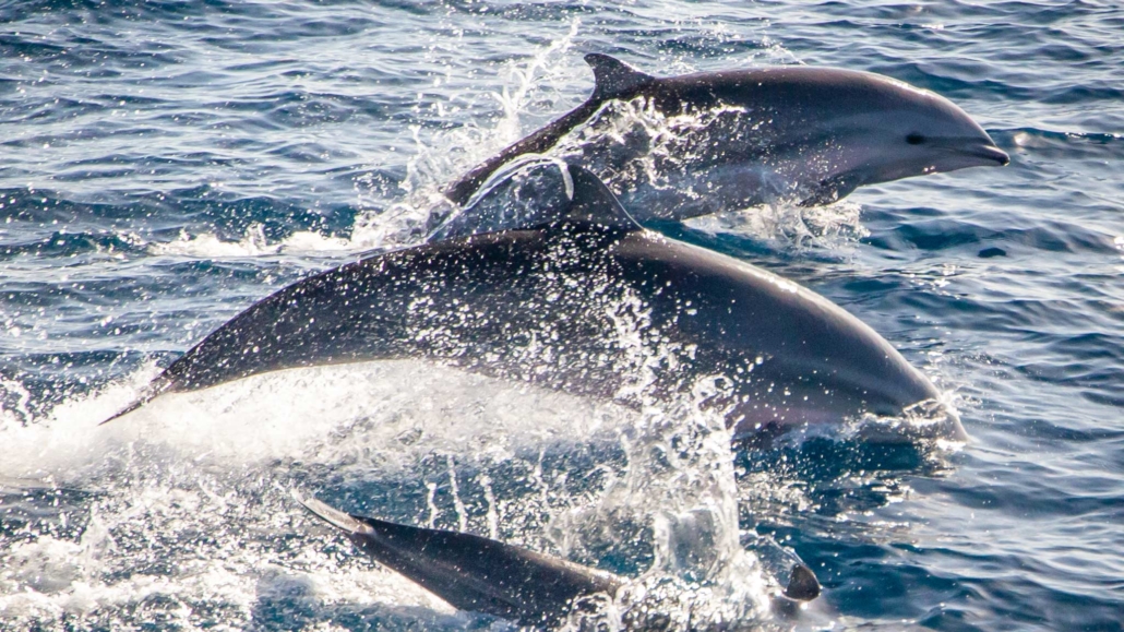 Três golfinhos pulando da água em Dominica