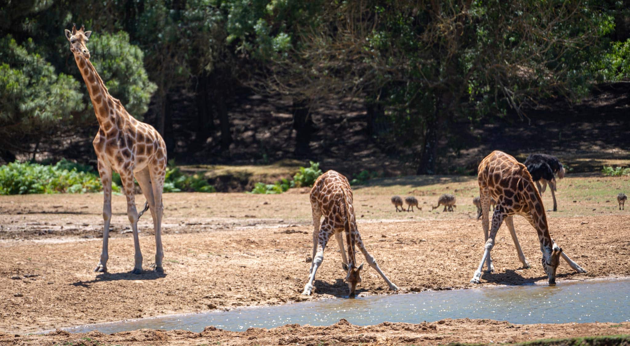 Bodeca safari park oferece uma alternativa às praias