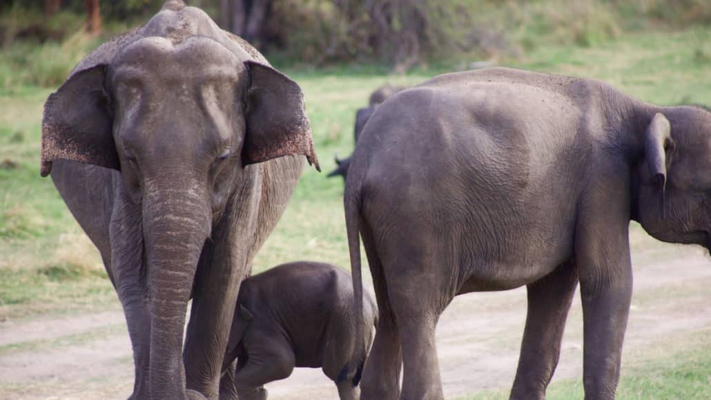 Safari de elefantes no Sri Lanka