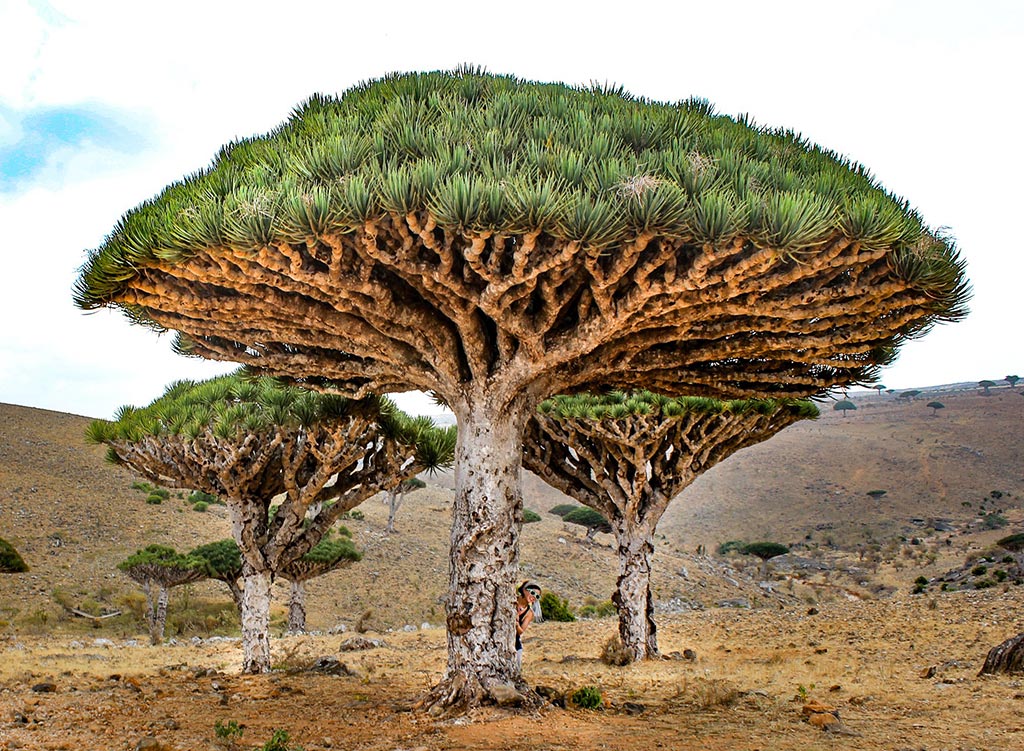 Ilha de Socotra © Nicole Smooth